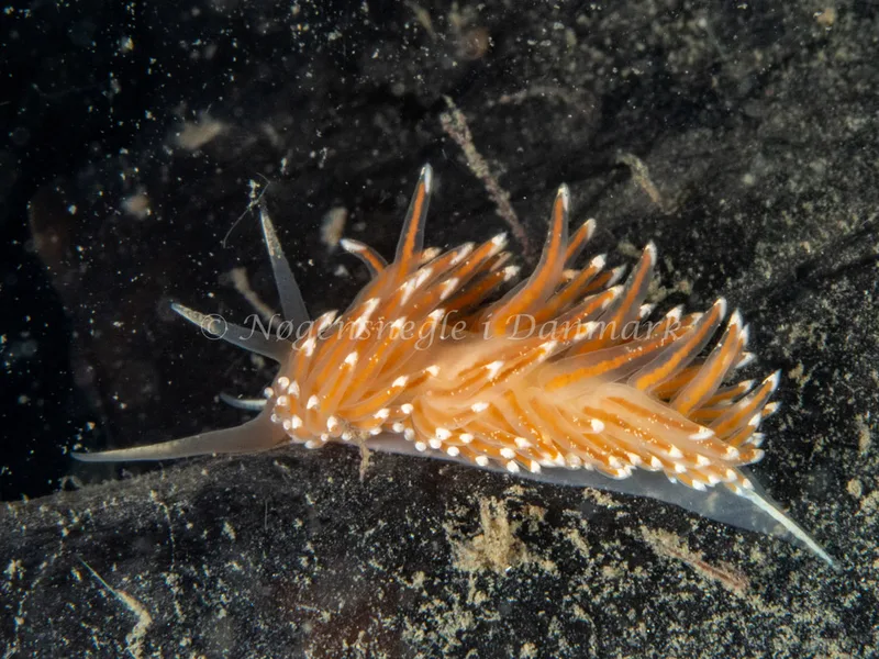 Facelina cf. bostoniensis - Trykkerdammen - Foto: Ole Dreyer