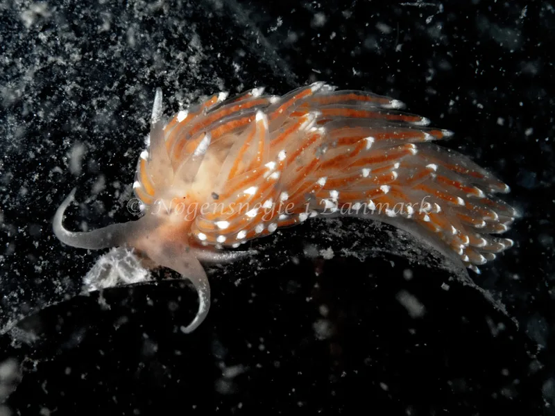 Facelina cf. bostoniensis - Trykkerdammen - Foto: Ole Dreyer