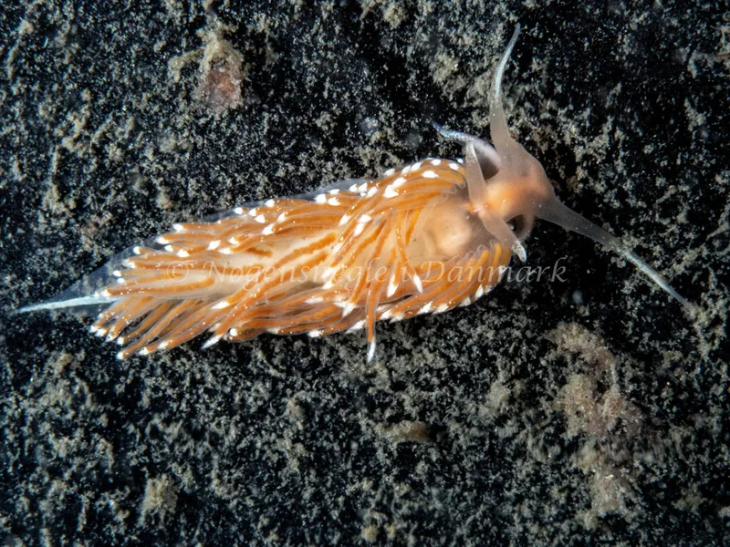 Facelina cf. bostoniensis - Trykkerdammen - Foto: Ole Dreyer