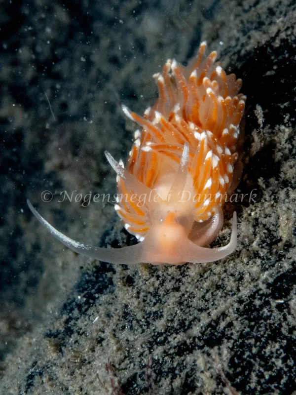 Facelina cf. bostoniensis - Trykkerdammen - Foto: Ole Dreyer