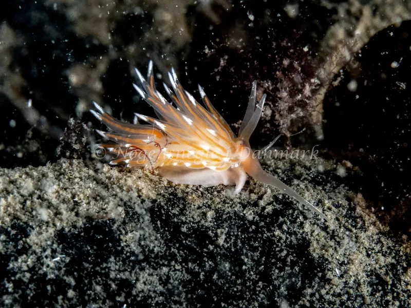 Facelina cf. bostoniensis - Trykkerdammen - Foto: Ole Dreyer