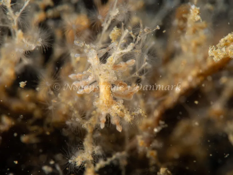 Eubranchus exiguus - Munkholmbroen - Foto: Ole Dreyer