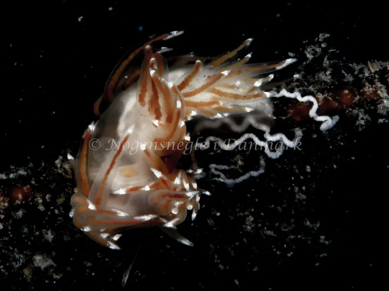 Facelina bostoniensis - Trykkerdammen - Foto: Ole Dreyer