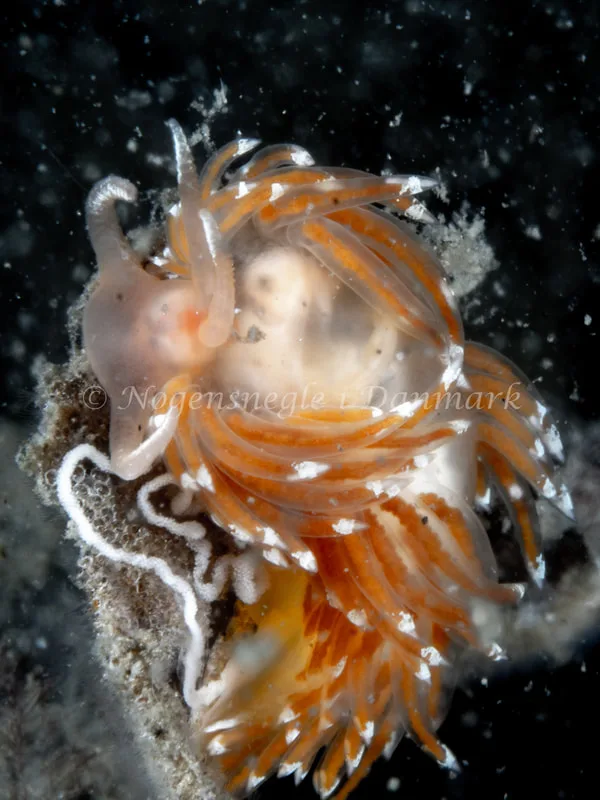 Facelina bostoniensis - Trykkerdammen - Foto: Ole Dreyer