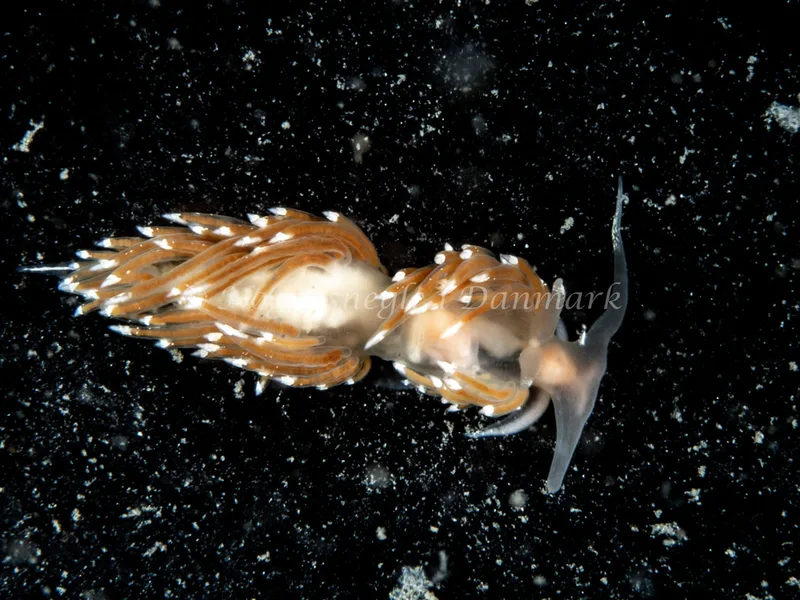 Facelina bostoniensis - Trykkerdammen - Foto: Ole Dreyer