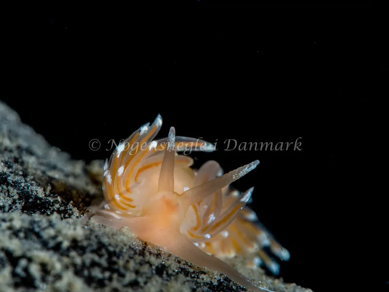 Facelina bostoniensis - Trykkerdammen - Foto: Ole Dreyer