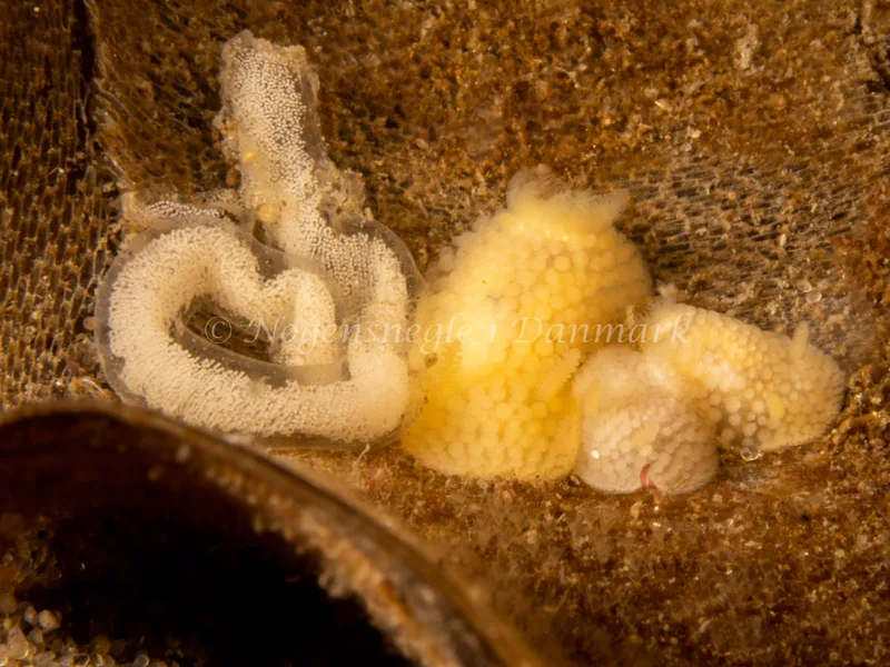 Onchidoris muricata - Søbadet - Foto: Ole Dreyer