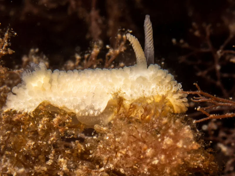 Onchidoris muricata - Søbadet - Foto: Ole Dreyer