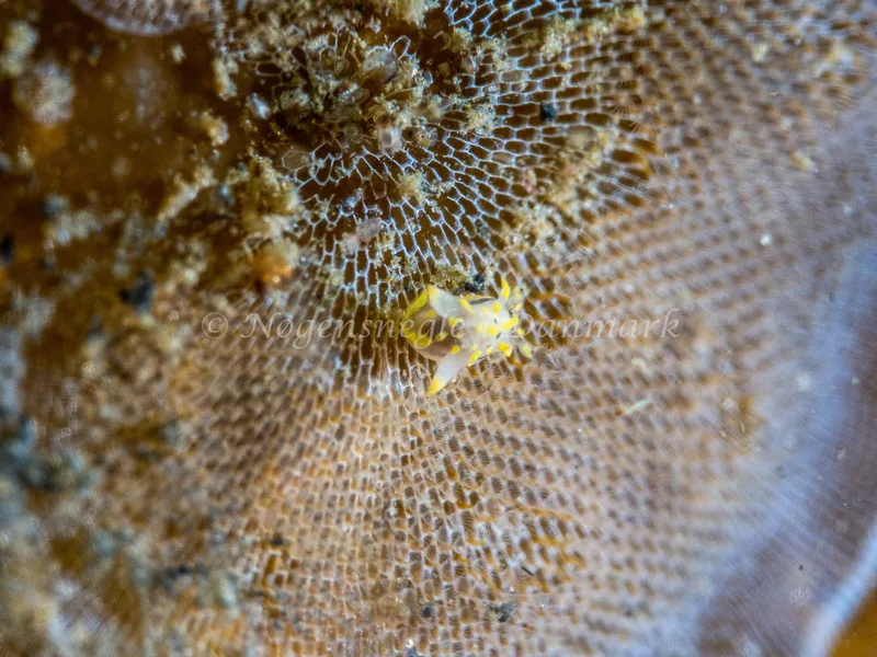 Polycera quadrilineata - Trykkerdammen - Foto: Ole Dreyer