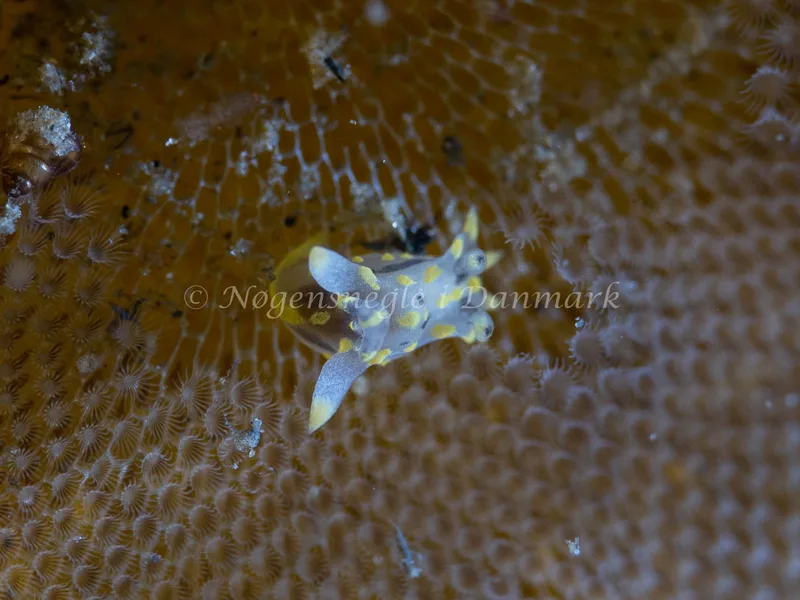 Polycera quadrilineata - Trykkerdammen - Foto: Ole Dreyer