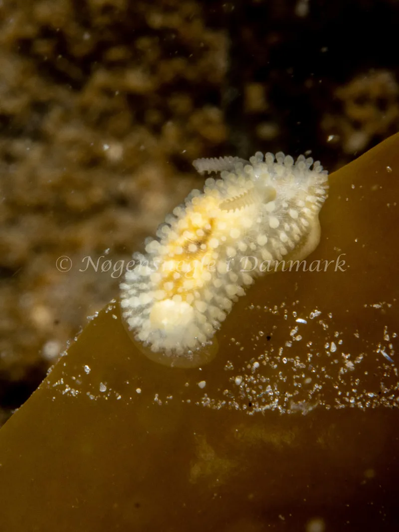 Onchidoris muricata - Trykkerdammen - Foto: Ole Dreyer