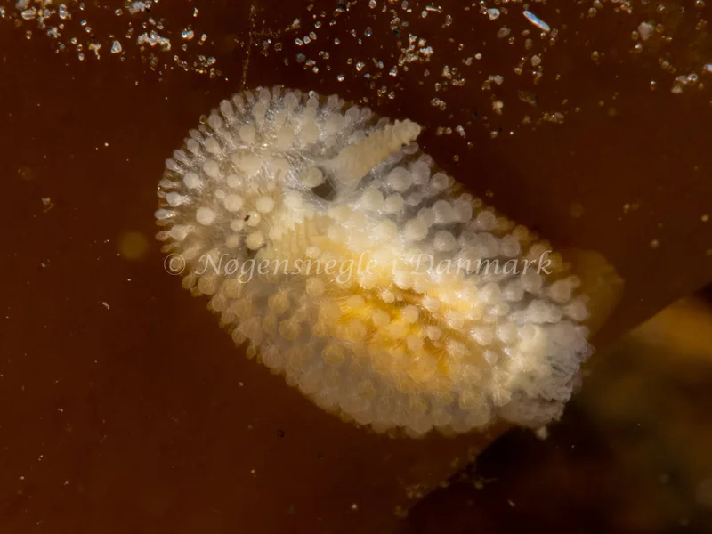 Onchidoris muricata - Trykkerdammen - Foto: Ole Dreyer
