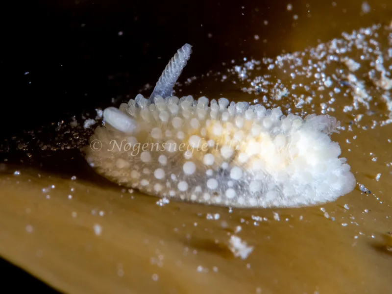 Onchidoris muricata - Trykkerdammen - Foto: Ole Dreyer