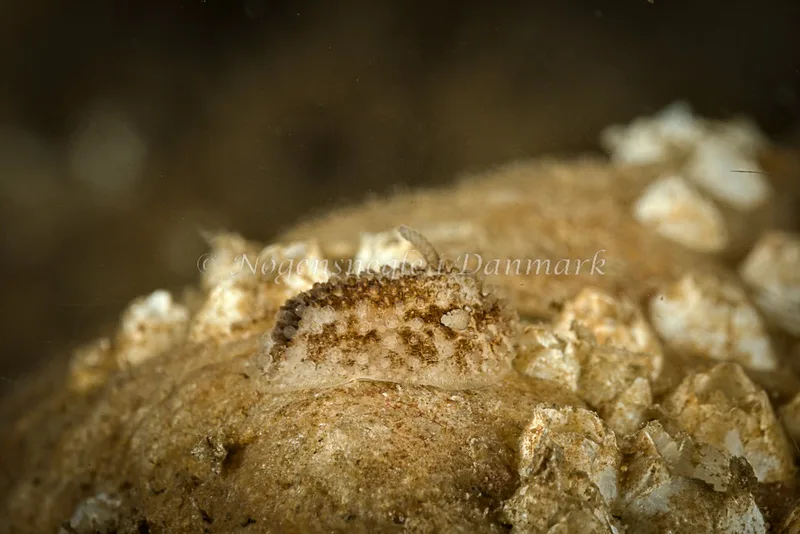 Onchidoris bilamellata - Søbadet - Foto: Klaus Kevin Kristensen