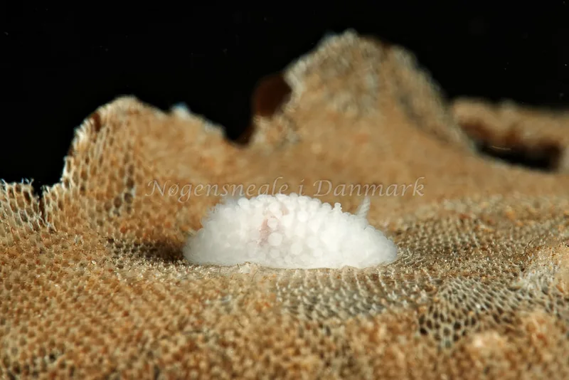 Onchidoris muricata - Molslinjen Mole, Aarhus - Foto: Klaus Kevin Kristensen