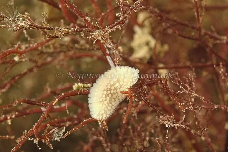 Onchidoris muricata - Søbadet - Foto: Klaus Kevin Kristensen