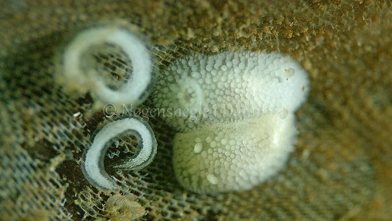 Onchidoris muricata - Søbadet - Foto: Thomas Blume