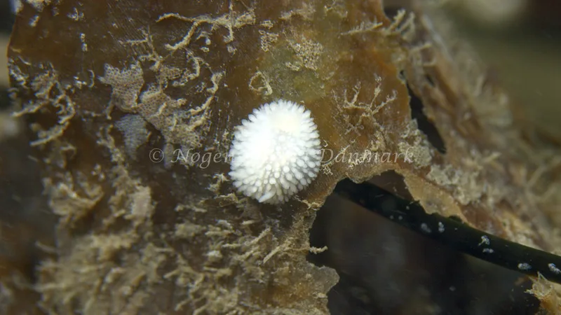 Onchidoris muricata - Trykkerdammen - Foto: Thomas Blume