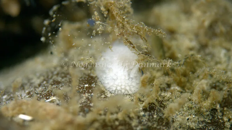 Onchidoris muricata - Trykkerdammen - Foto: Thomas Blume
