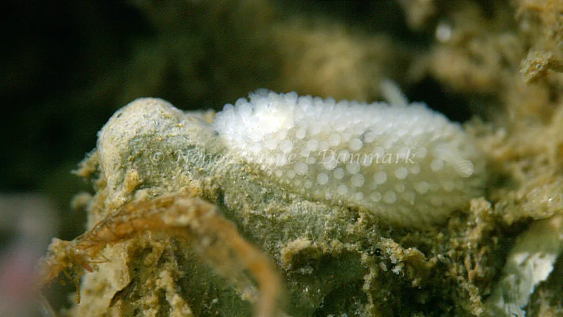 Onchidoris muricata - Trykkerdammen - Foto: Thomas Blume