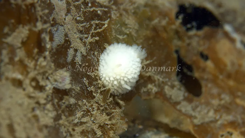 Onchidoris muricata - Trykkerdammen - Foto: Thomas Blume