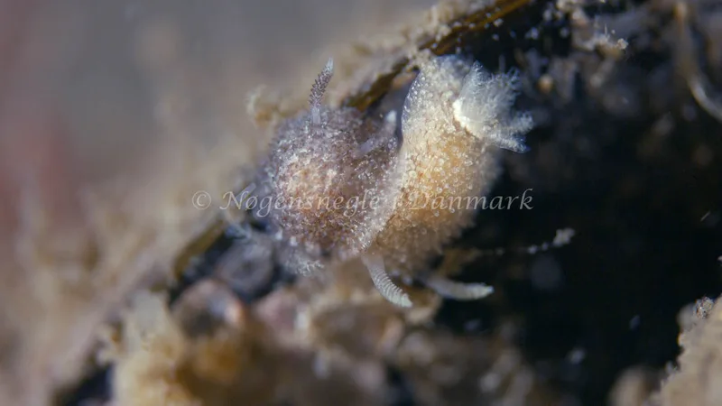 Acanthodoris pilosa - Trykkerdammen - Foto: Thomas Blume