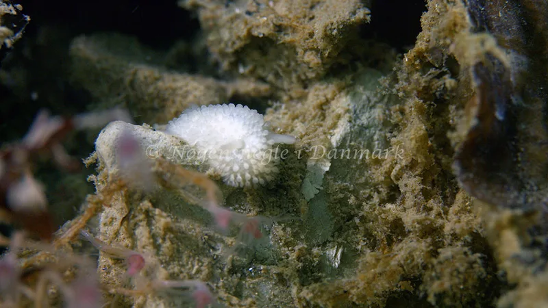 Onchidoris muricata - Kongebrogaarden - Foto: Thomas Blume