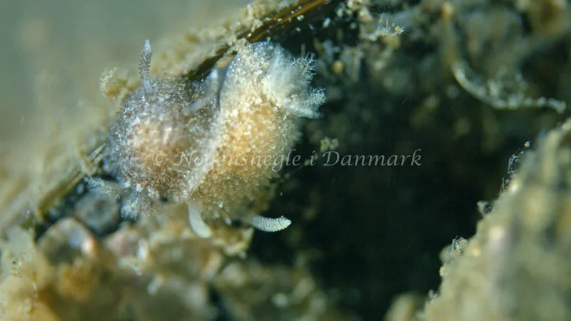 Acanthodoris pilosa - Trykkerdammen - Foto: Thomas Blume