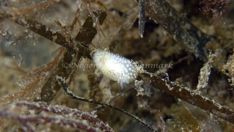 Onchidoris muricata - Trykkerdammen - Foto: Thomas Blume