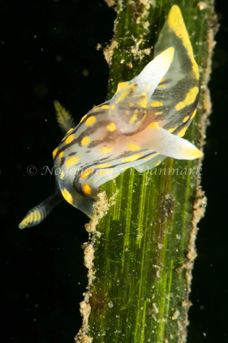 Polycera quadrilineata - Strib Havn - Foto: Poul Erik Rasmussen