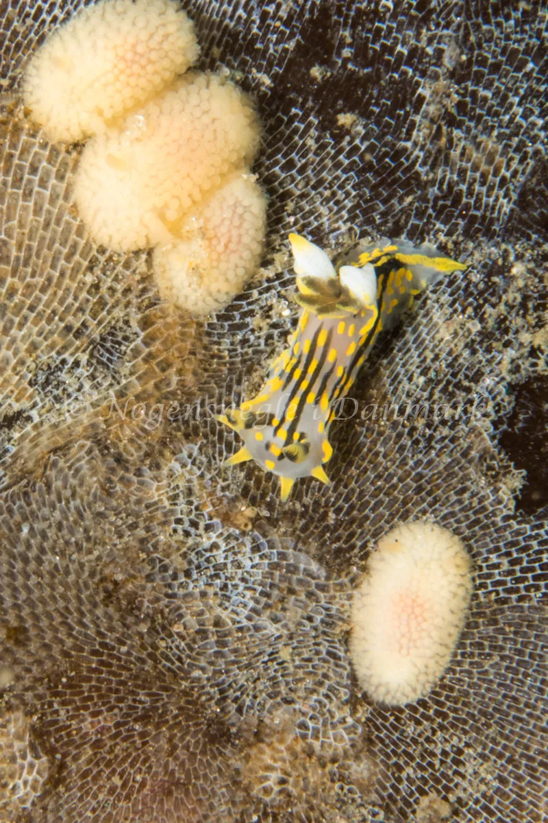 Polycera quadrilineata - Ammoniakhavnen - Foto: Poul Erik Rasmussen