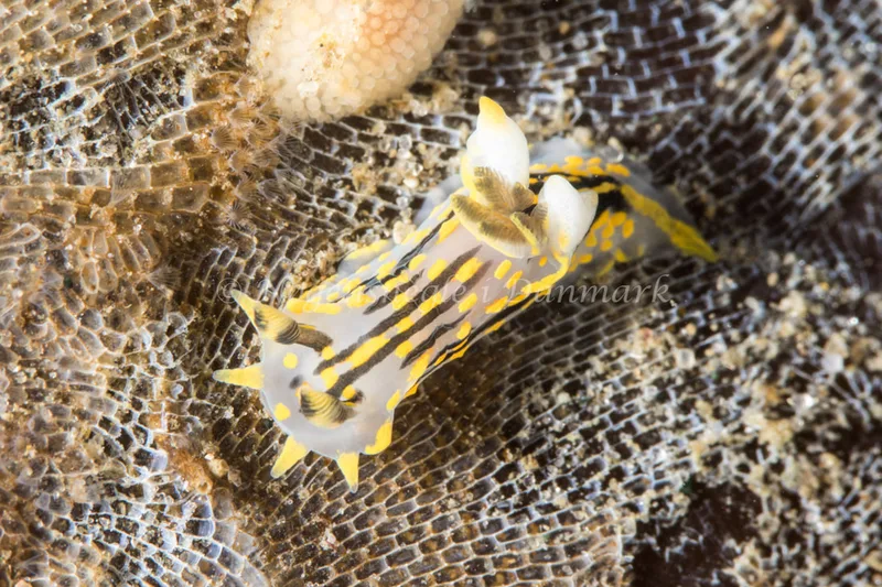 Polycera quadrilineata - Ammoniakhavnen - Foto: Poul Erik Rasmussen