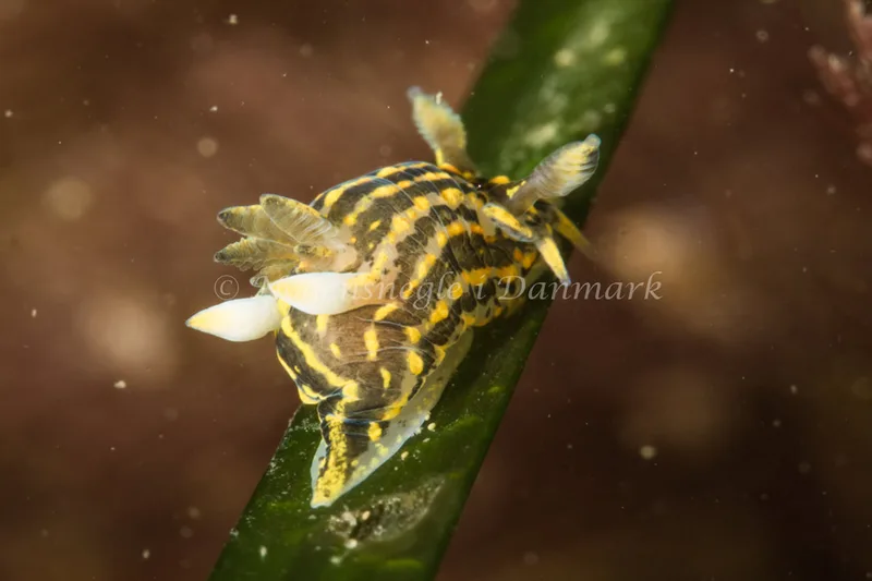 Polycera quadrilineata - Ammoniakhavnen - Foto: Poul Erik Rasmussen