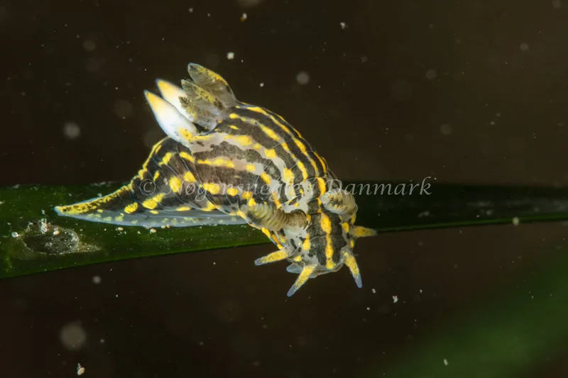 Polycera quadrilineata - Ammoniakhavnen - Foto: Poul Erik Rasmussen
