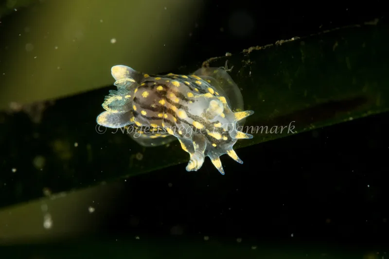 Polycera quadrilineata - Ammoniakhavnen - Foto: Poul Erik Rasmussen