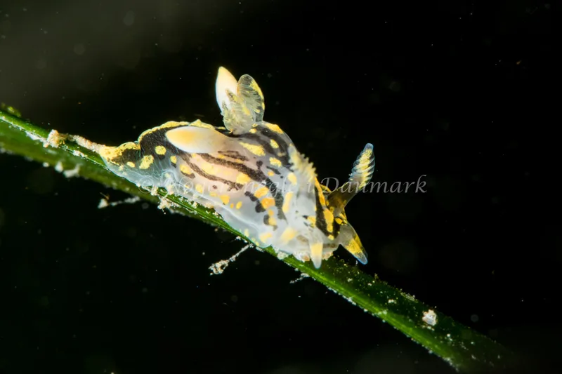 Polycera quadrilineata - Ammoniakhavnen - Foto: Poul Erik Rasmussen