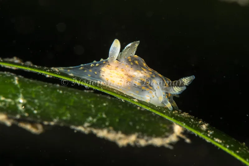 Polycera quadrilineata - Ammoniakhavnen - Foto: Poul Erik Rasmussen
