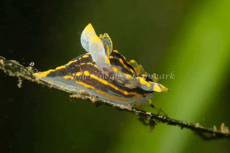 Polycera quadrilineata - Strib Havn - Foto: Poul Erik Rasmussen