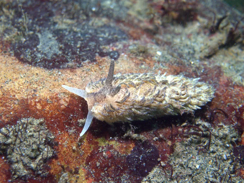 Aeolidia papillosa - Ammoniakhavnen - Foto: Klaus Kevin Kristensen