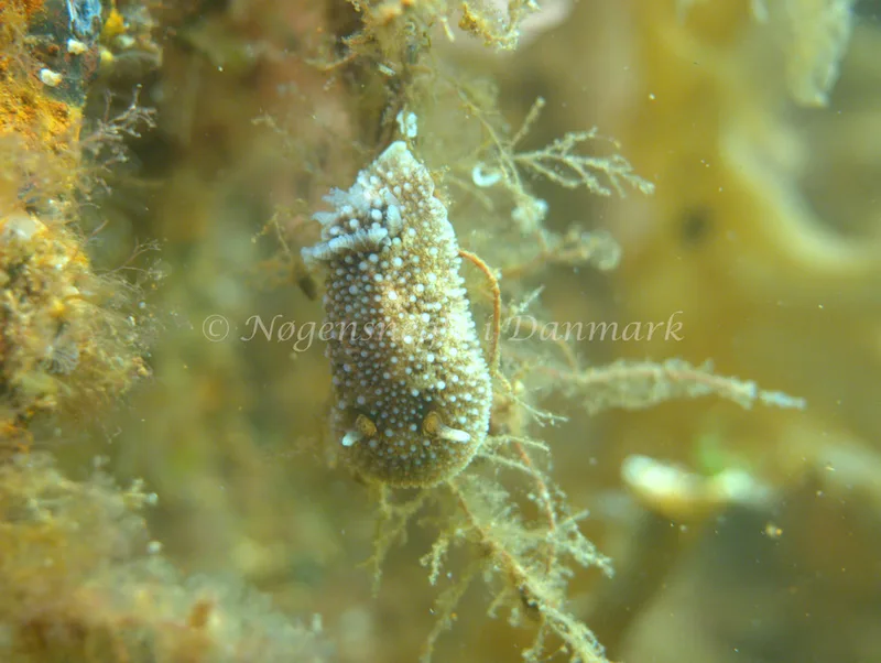 Onchidoris bilamellata - Natomolen, Femmøller Strand - Foto: Klaus Kevin Kristensen