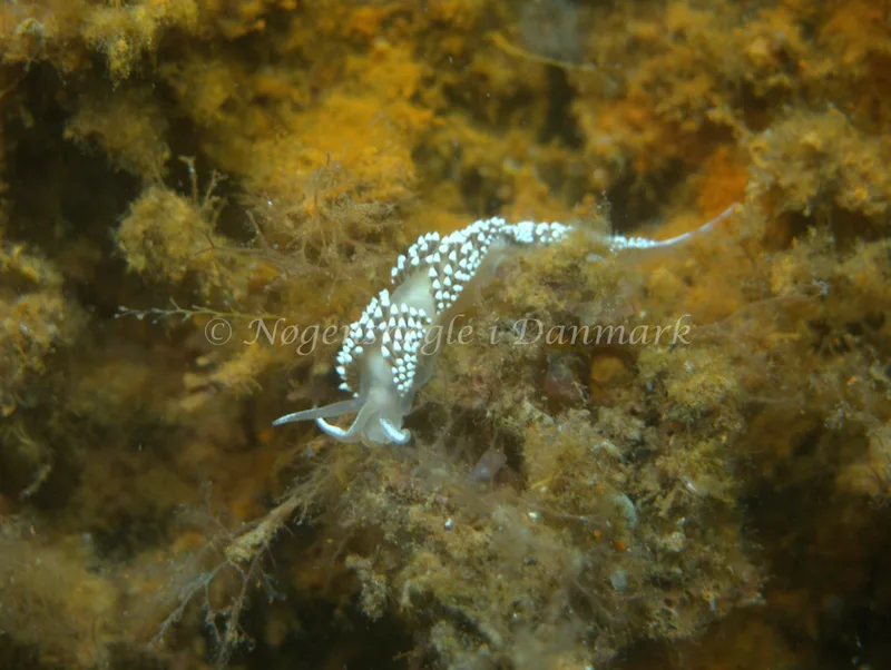 Coryphella verrucosa - Natomolen, Femmøller Strand - Foto: Klaus Kevin Kristensen