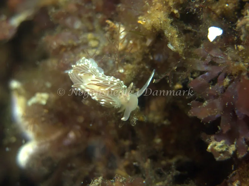 Facelina bostoniensis - Natomolen, Femmøller Strand - Foto: Klaus Kevin Kristensen