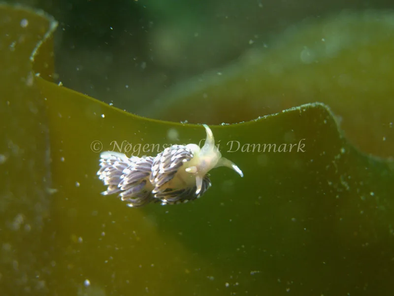 Facelina auriculata - Natomolen, Femmøller Strand - Foto: Klaus Kevin Kristensen