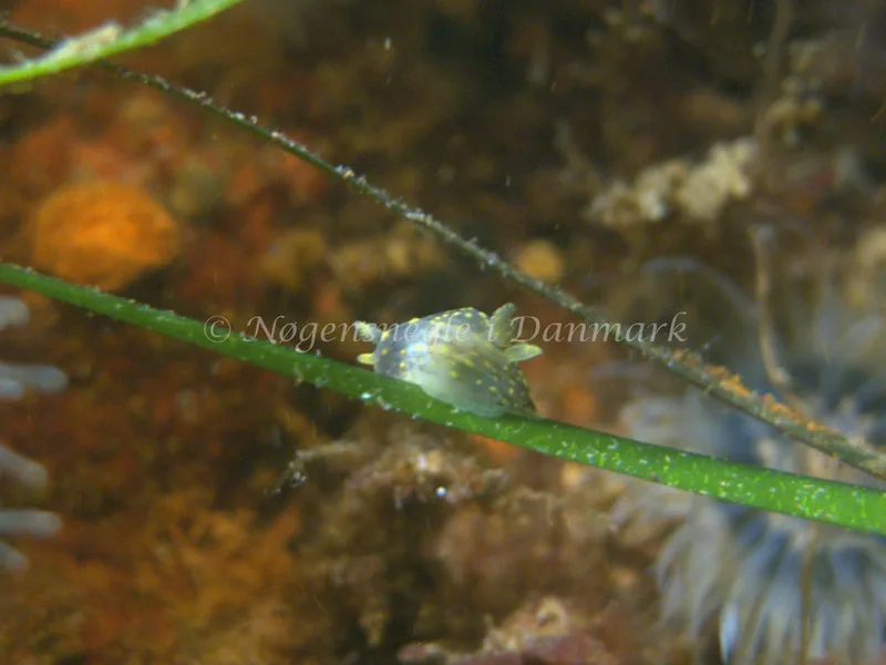 Polycera quadrilineata - Natomolen, Femmøller Strand - Foto: Klaus Kevin Kristensen
