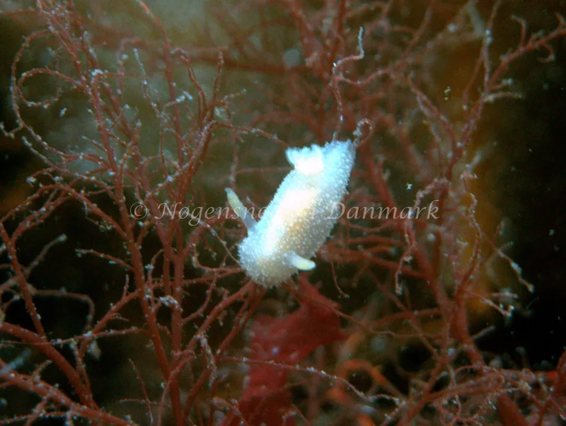 Acanthodoris pilosa - Natomolen, Femmøller Strand - Foto: Klaus Kevin Kristensen