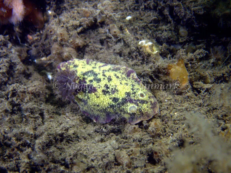 Doris pseudoargus - Oddesundbroen - Foto: Klaus Kevin Kristensen