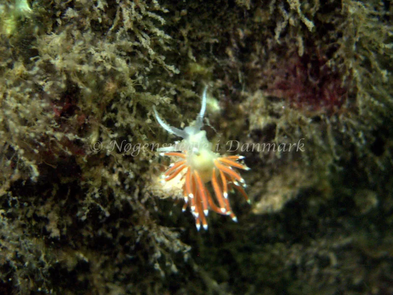 Microchlamylla gracilis - Oddesundbroen - Foto: Klaus Kevin Kristensen