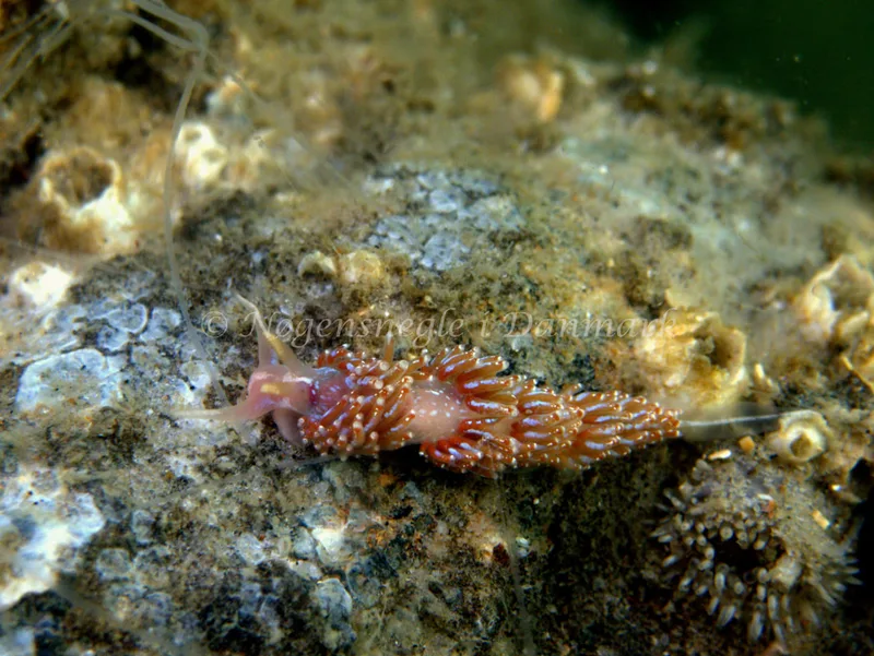 Facelina auriculata - Vrag ved Bjerregaard - Foto: Klaus Kevin Kristensen