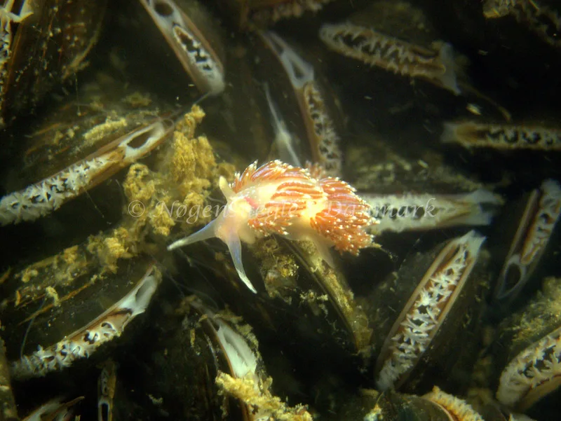 Facelina auriculata - Ferring - Foto: Klaus Kevin Kristensen