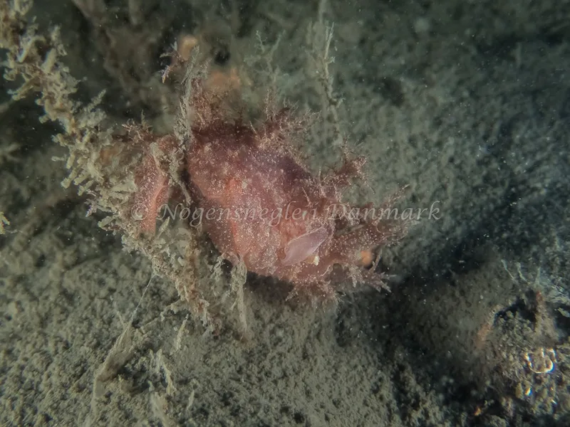 Dendronotus europaeus - Robert S/S (Vrag) - Foto: Kenneth Krull